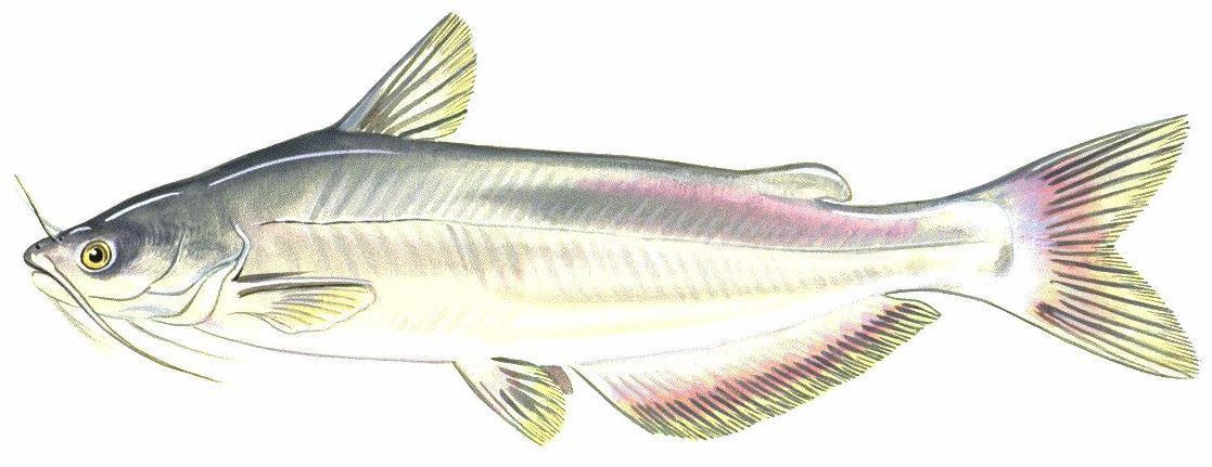 Jun2016BlueCatfish.JPG