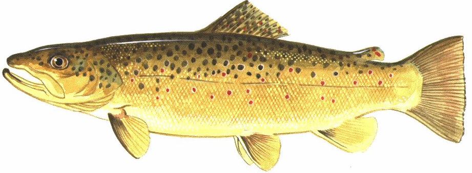 Jun2016BrownTrout.JPG