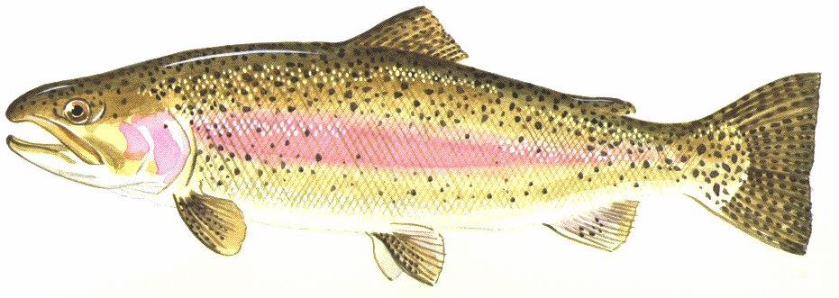 Jun2016RainbowTrout.JPG