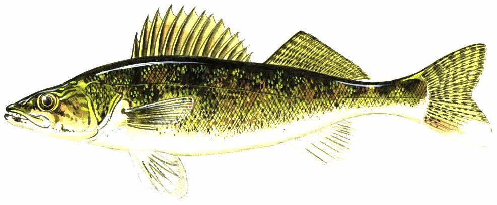 Jun2016Walleye.JPG