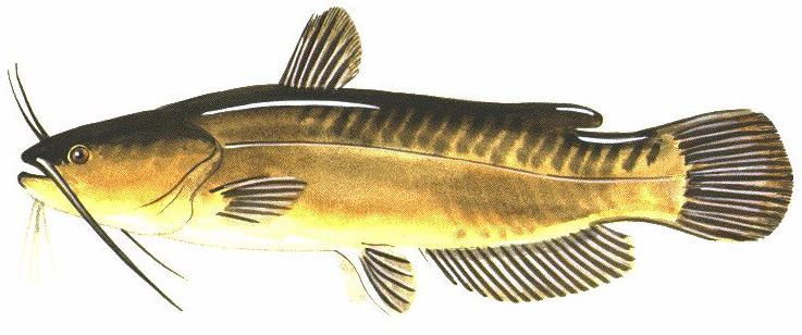 Jun2016YellowBullhead.JPG