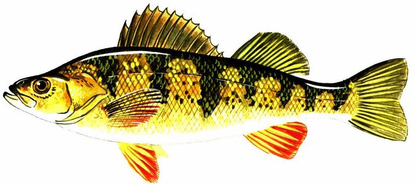 Jun2016YellowPerch.JPG